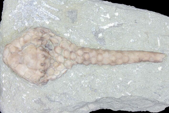 Crinoid (Macrocrinus) Fossil - Crawfordsville, Indiana #99917